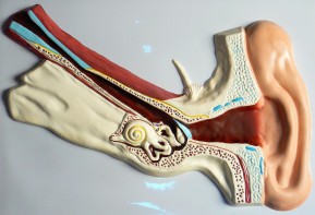 Модель барельефная "Ухо человека" (часть 1) - fgospostavki.ru - Обнинск