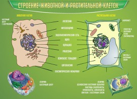 Стенд "Строение животной и растительной клеток" - fgospostavki.ru - Обнинск