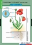 Комплект таблиц. Биология. Общее знакомство с цветковыми растениями. - fgospostavki.ru - Обнинск