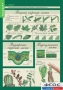 Комплект таблиц. Биология 6 класс. Растения, грибы, лишайники - fgospostavki.ru - Обнинск