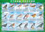 Комплект таблиц "Птицы России (4 листа)" (100х140 сантиметров, винил) - fgospostavki.ru - Обнинск