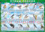 Комплект таблиц "Птицы России (4 листа)" (100х140 сантиметров, винил) - fgospostavki.ru - Обнинск