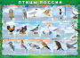 Комплект таблиц "Птицы России (4 листа)" (100х140 сантиметров, винил) - fgospostavki.ru - Обнинск