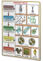 Плакаты по биологии для оформления кабинета. - fgospostavki.ru - Обнинск